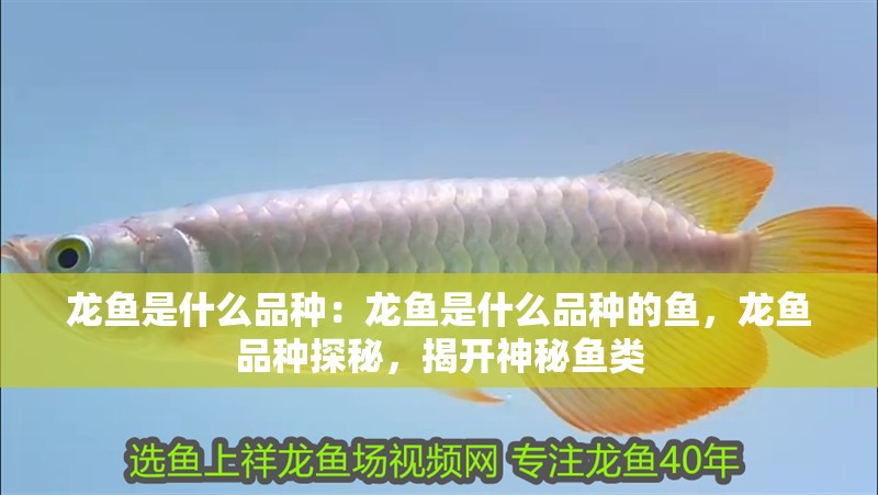 龍魚是什么品種：龍魚是什么品種的魚，龍魚品種探秘，揭開神秘魚類 龍魚是什么品種：龍魚是什么品種的魚，龍魚品種探秘，揭開神秘魚類 水族問答