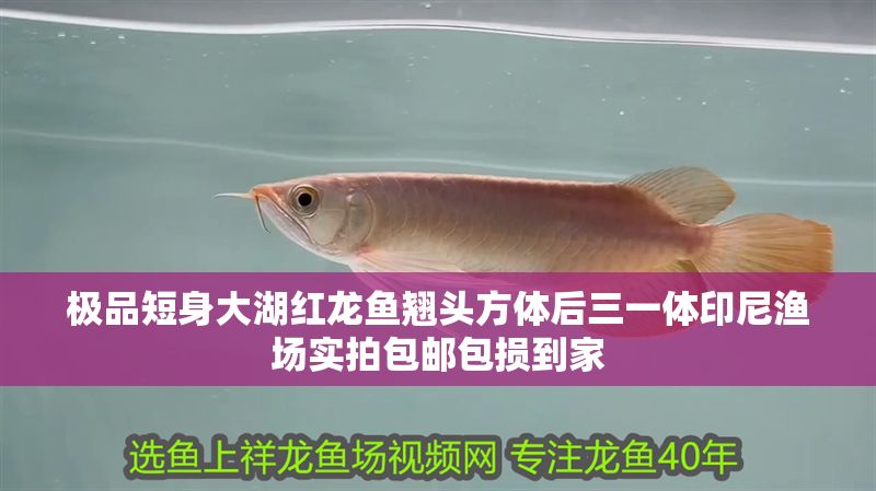 極品短身大湖紅龍魚翹頭方體后三一體印尼漁場實拍包郵包損到家