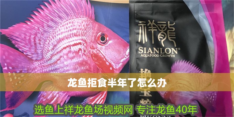 龍魚拒食半年了怎么辦