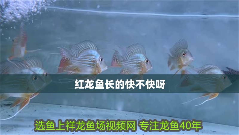 紅龍魚(yú)長(zhǎng)的快不快呀