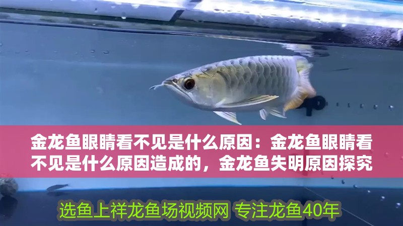 金龍魚眼睛看不見是什么原因：金龍魚眼睛看不見是什么原因造成的，金龍魚失明原因探究，眼睛看不見的成因解析
