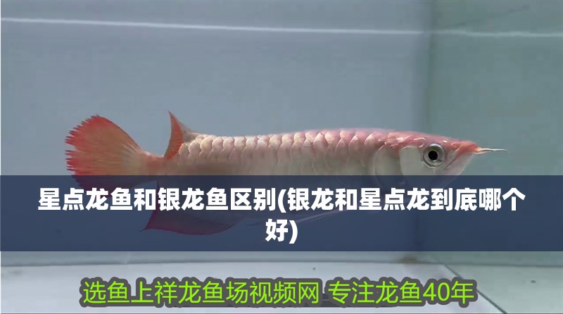 星點龍魚和銀龍魚區別(銀龍和星點龍到底哪個好)