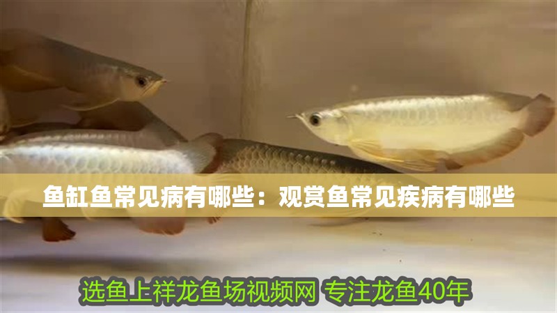 魚缸魚常見病有哪些：觀賞魚常見疾病有哪些 魚缸魚常見病有哪些：觀賞魚常見疾病有哪些 魚缸百科