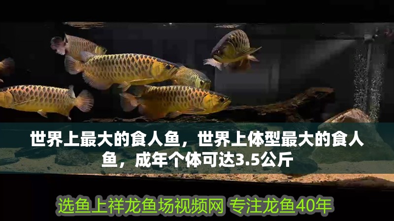 世界上最大的食人魚，世界上體型最大的食人魚，成年個體可達3.5公斤