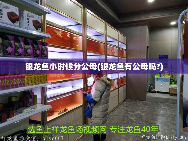 銀龍魚小時候分公母(銀龍魚有公母嗎?)