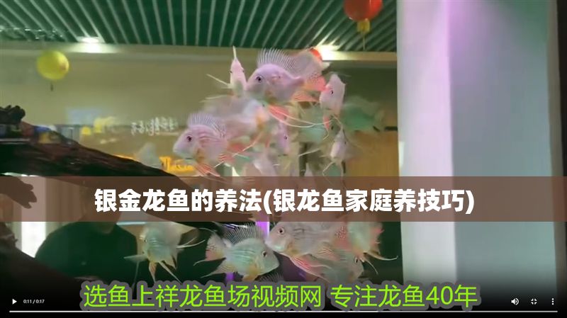銀金龍魚的養法(銀龍魚家庭養技巧)
