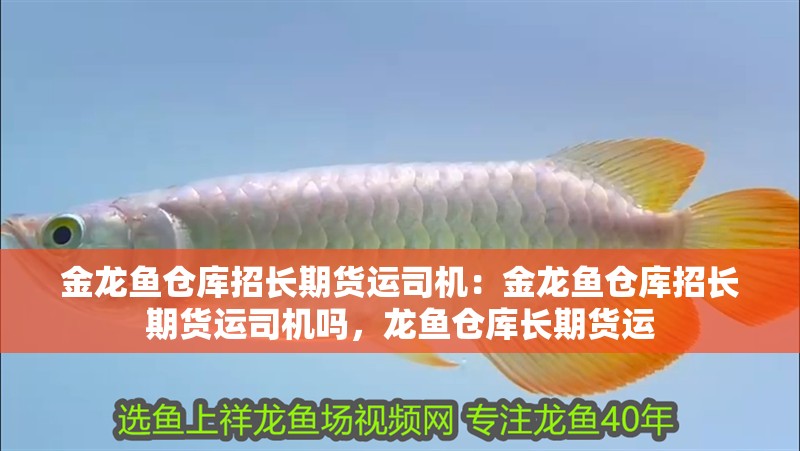 金龍魚倉庫招長期貨運司機：金龍魚倉庫招長期貨運司機嗎，龍魚倉庫長期貨運