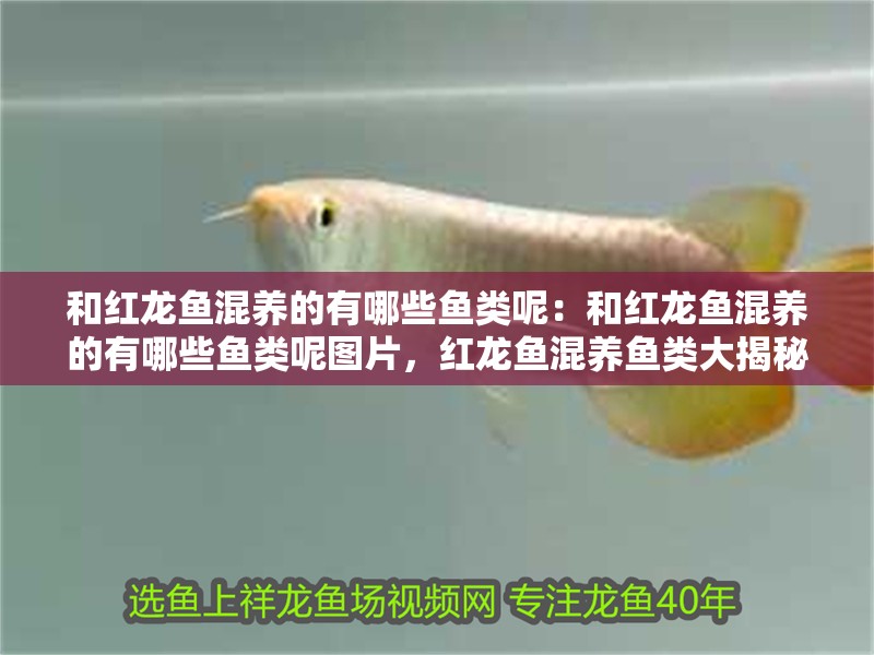 和紅龍魚混養的有哪些魚類呢：和紅龍魚混養的有哪些魚類呢圖片，紅龍魚混養魚類大揭秘，附混養魚類圖片 和紅龍魚混養的有哪些魚類呢：和紅龍魚混養的有哪些魚類呢圖片，紅龍魚混養魚類大揭秘，附混養魚類圖片 水族問答