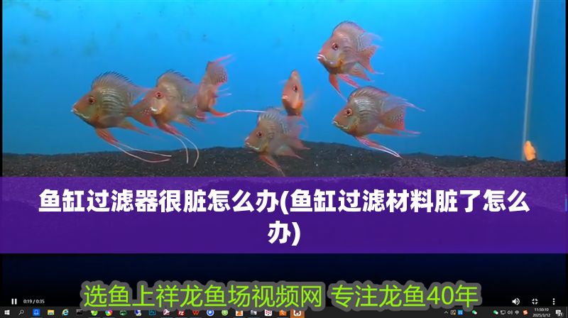 魚缸過濾器很臟怎么辦(魚缸過濾材料臟了怎么辦) 元寶鳳凰魚百科 第1張 魚缸過濾器很臟怎么辦(魚缸過濾材料臟了怎么辦) 魚缸過濾器很臟怎么辦(魚缸過濾材料臟了怎么辦) 元寶鳳凰魚百科 第1張