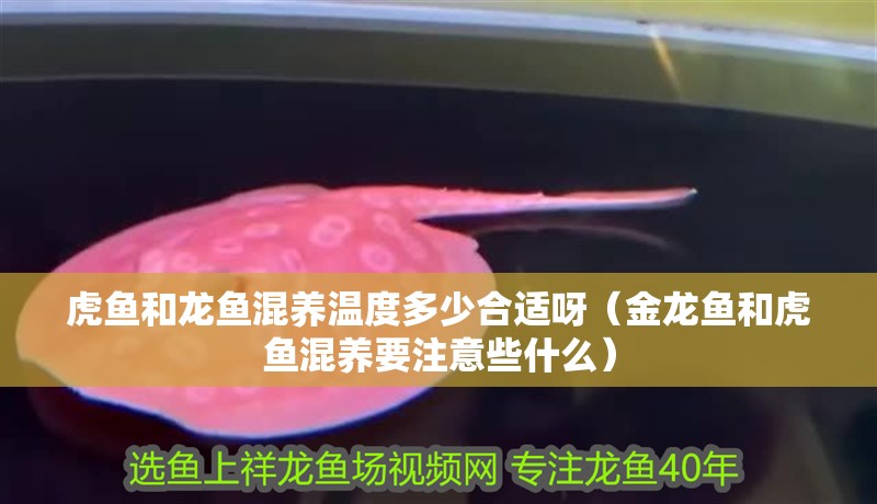 鸚鵡魚和銀龍魚混養怎樣喂食 虎魚和龍魚混養溫度多少合適呀(金龍魚和虎魚混養要注意些什么) 虎魚百科 虎魚和龍魚混養溫度多少合適呀(金龍魚和虎魚混養要注意些什么) 虎魚和龍魚混養溫度多少合適呀(金龍魚和虎魚混養要注意些什么) 虎魚百科