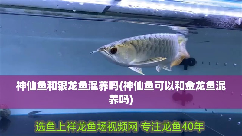 神仙魚和銀龍魚混養嗎(神仙魚可以和金龍魚混養嗎)