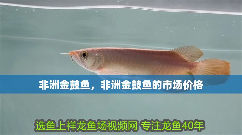 非洲金鼓魚，非洲金鼓魚的市場價格