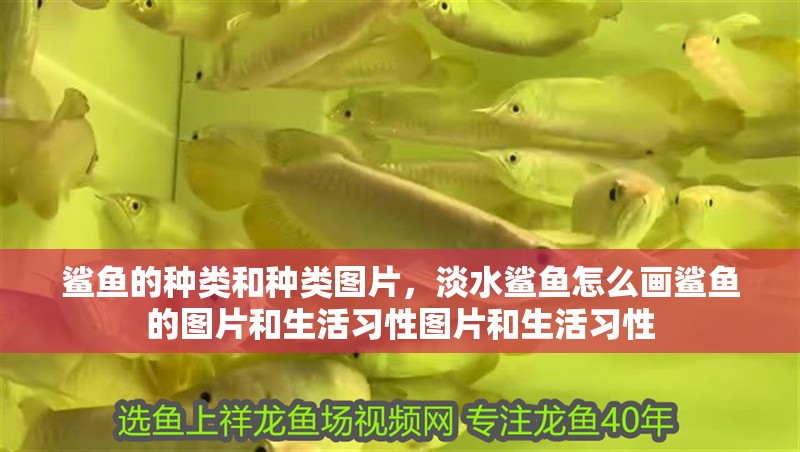 鯊魚的種類和種類圖片，淡水鯊魚怎么畫鯊魚的圖片和生活習性圖片和生活習性