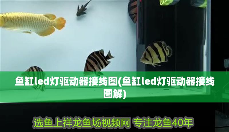 魚缸led燈驅動器接線圖(魚缸led燈驅動器接線圖解)