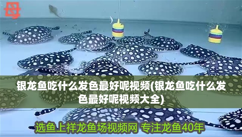 銀龍魚吃什么發色最好呢視頻(銀龍魚吃什么發色最好呢視頻大全)