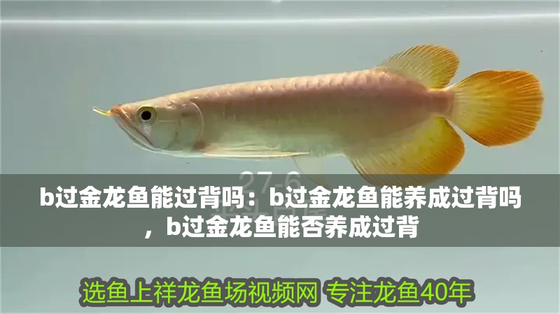 b過金龍魚能過背嗎：b過金龍魚能養成過背嗎，b過金龍魚能否養成過背