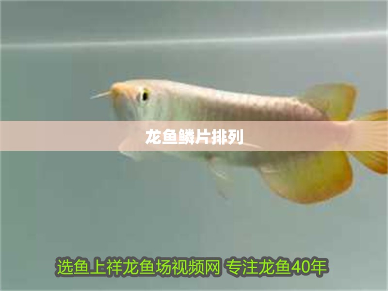 龍魚鱗片排列