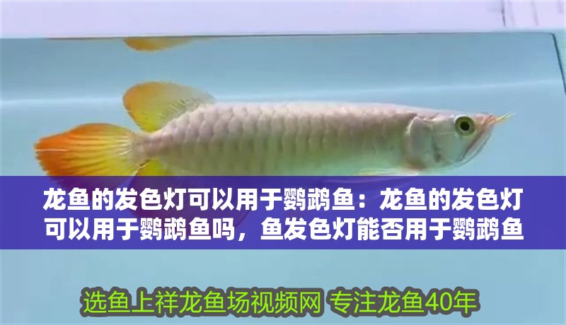 龍魚的發色燈可以用于鸚鵡魚：龍魚的發色燈可以用于鸚鵡魚嗎，魚發色燈能否用于鸚鵡魚？
