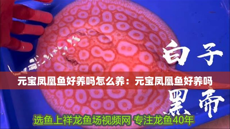 元寶鳳凰魚好養嗎怎么養：元寶鳳凰魚好養嗎