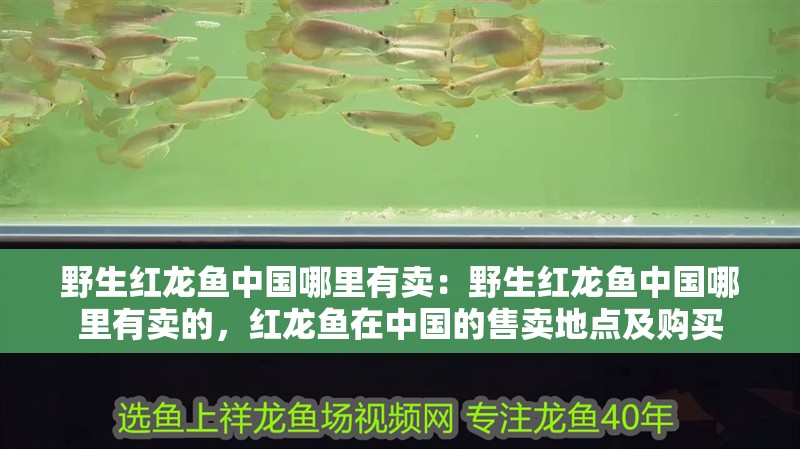 野生紅龍魚中國哪里有賣：野生紅龍魚中國哪里有賣的，紅龍魚在中國的售賣地點及購買 野生紅龍魚中國哪里有賣：野生紅龍魚中國哪里有賣的，紅龍魚在中國的售賣地點及購買 水族問答