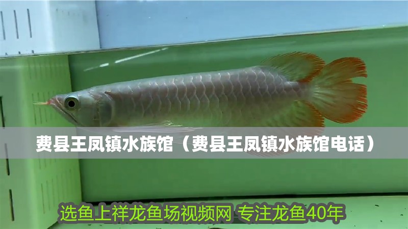 費縣王鳳鎮水族館(費縣王鳳鎮水族館電話) 全國水族館企業名錄 第2張 費縣王鳳鎮水族館(費縣王鳳鎮水族館電話) 費縣王鳳鎮水族館(費縣王鳳鎮水族館電話) 全國水族館企業名錄 第2張