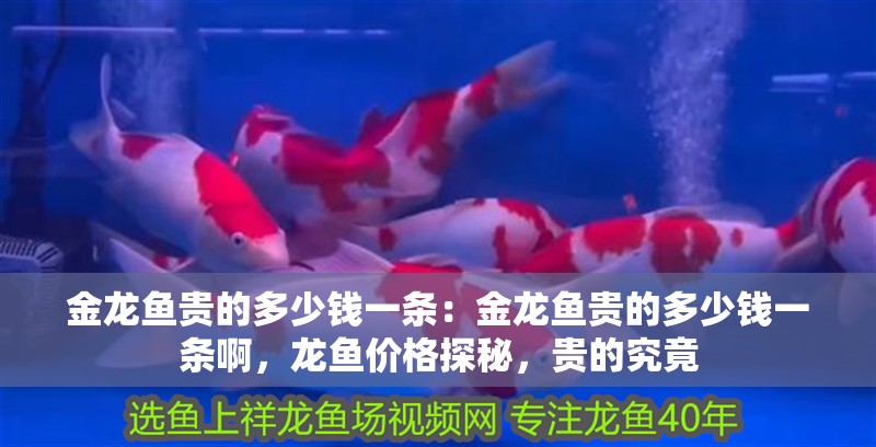 金龍魚貴的多少錢一條：金龍魚貴的多少錢一條啊，龍魚價格探秘，貴的究竟