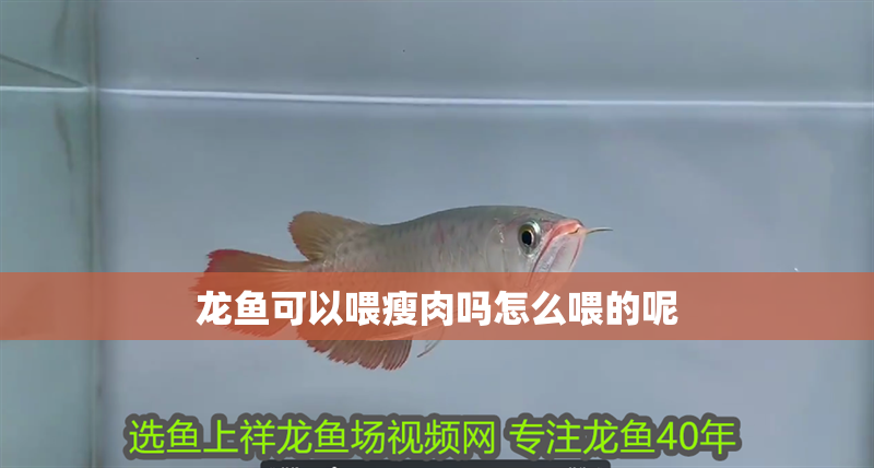 龍魚可以喂瘦肉嗎怎么喂的呢 龍魚可以喂瘦肉嗎怎么喂的呢 龍魚百科 第2張
