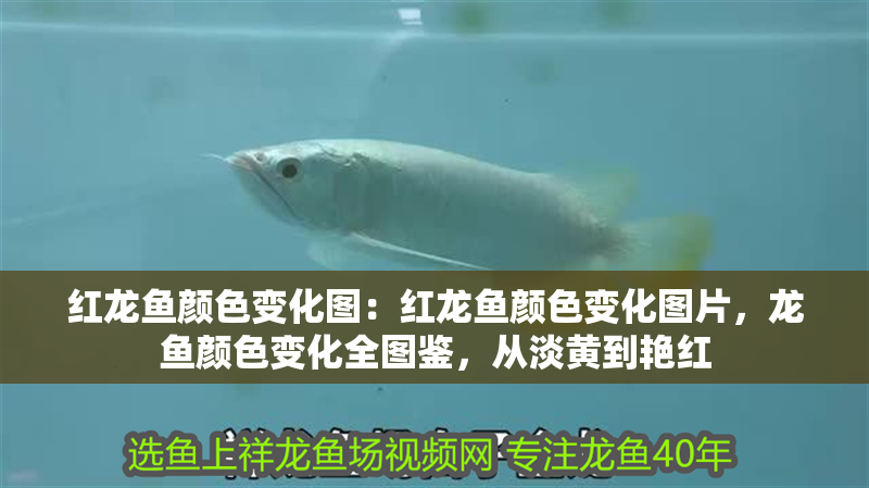 紅龍魚顏色變化圖：紅龍魚顏色變化圖片，龍魚顏色變化全圖鑒，從淡黃到艷紅 紅龍魚顏色變化圖：紅龍魚顏色變化圖片，龍魚顏色變化全圖鑒，從淡黃到艷紅 水族問答