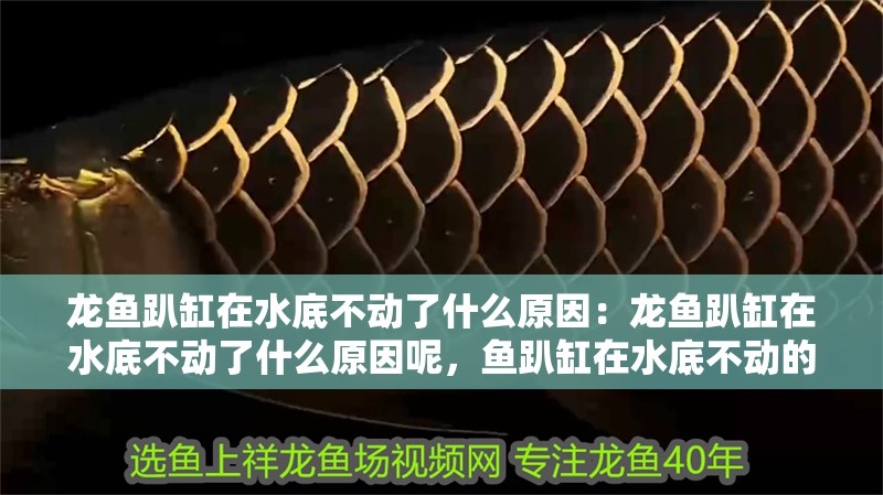 龍魚趴缸在水底不動了什么原因：龍魚趴缸在水底不動了什么原因呢，魚趴缸在水底不動的原因及