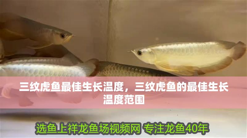 三紋虎魚最佳生長溫度，三紋虎魚的最佳生長溫度范圍