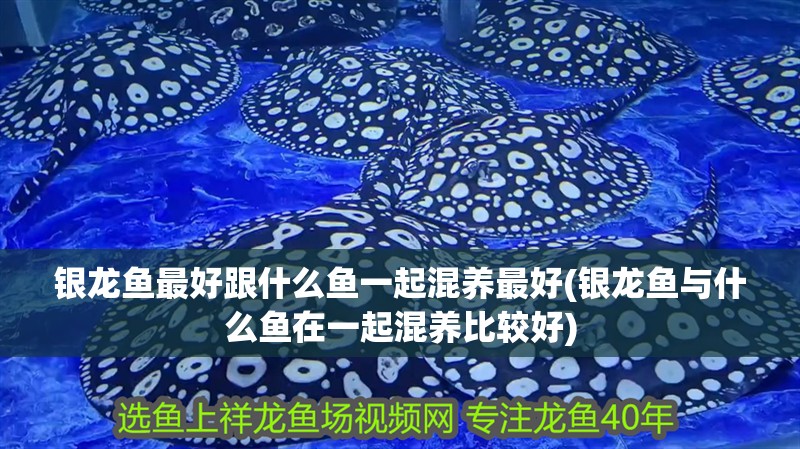 銀龍魚最好跟什么魚一起混養最好(銀龍魚與什么魚在一起混養比較好)