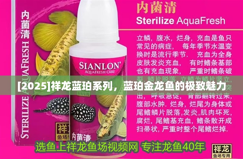 [2025]祥龍藍(lán)珀系列，藍(lán)珀金龍魚(yú)的極致魅力