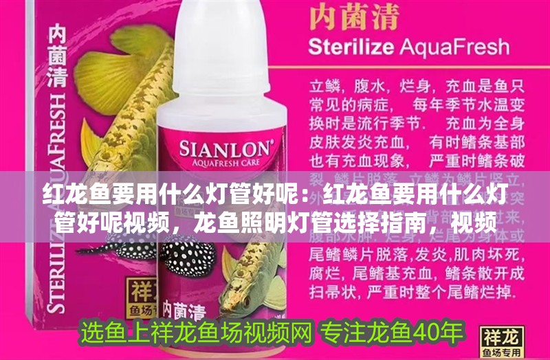 紅龍魚要用什么燈管好呢：紅龍魚要用什么燈管好呢視頻，龍魚照明燈管選擇指南，視頻
