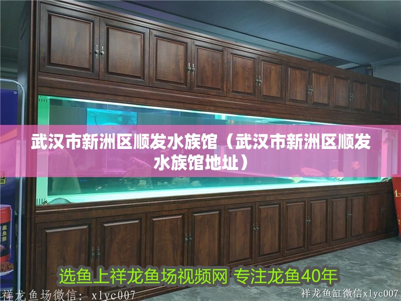 武漢市新洲區順發水族館(武漢市新洲區順發水族館地址) 全國水族館企業名錄 第2張 武漢市新洲區順發水族館(武漢市新洲區順發水族館地址) 武漢市新洲區順發水族館(武漢市新洲區順發水族館地址) 全國水族館企業名錄 第2張