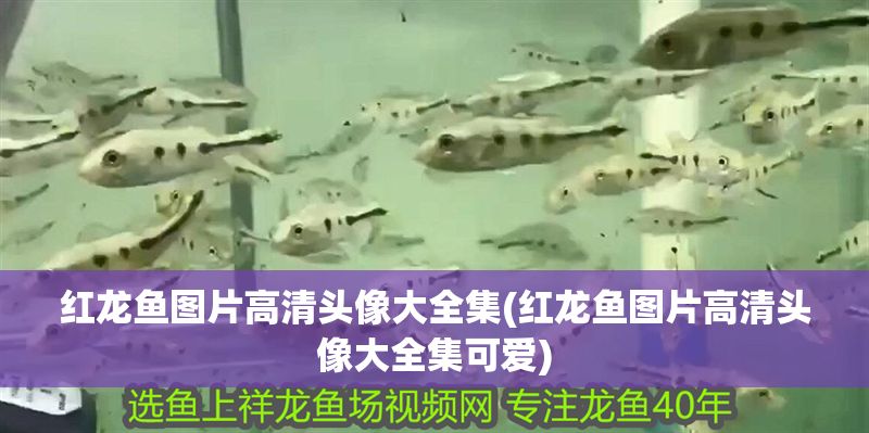 紅龍魚圖片高清頭像大全集(紅龍魚圖片高清頭像大全集可愛)