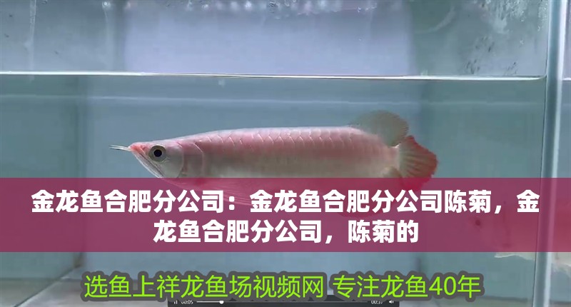 金龍魚合肥分公司：金龍魚合肥分公司陳菊，金龍魚合肥分公司，陳菊的