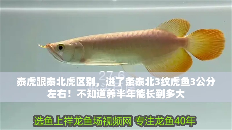泰虎跟泰北虎區(qū)別，進(jìn)了條泰北3紋虎魚(yú)3公分左右！不知道養(yǎng)半年能長(zhǎng)到多大