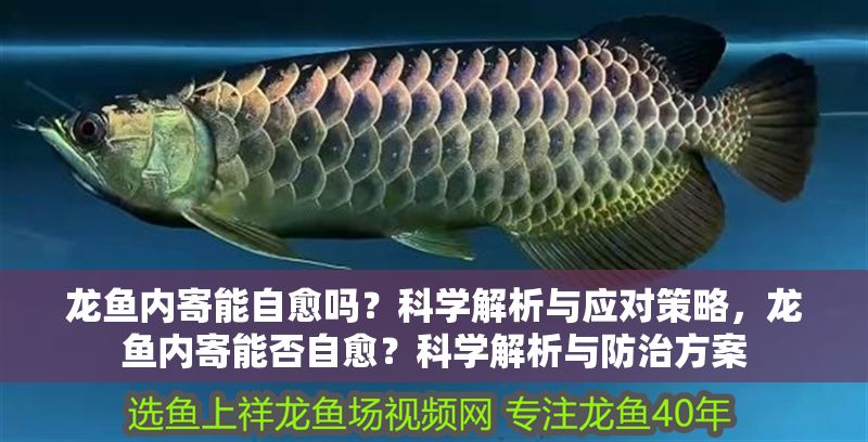 龍魚內(nèi)寄能自愈嗎？科學(xué)解析與應(yīng)對(duì)策略，龍魚內(nèi)寄能否自愈？科學(xué)解析與防治方案