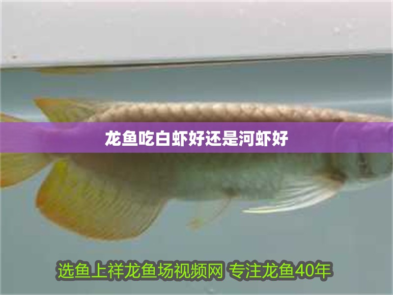 龍魚吃白蝦好還是河蝦好