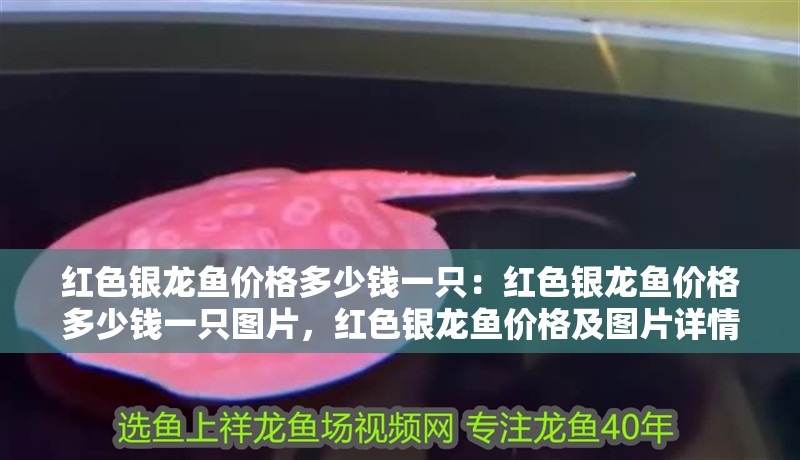 紅色銀龍魚價格多少錢一只：紅色銀龍魚價格多少錢一只圖片，紅色銀龍魚價格及圖片詳情 紅色銀龍魚價格多少錢一只：紅色銀龍魚價格多少錢一只圖片，紅色銀龍魚價格及圖片詳情 水族問答