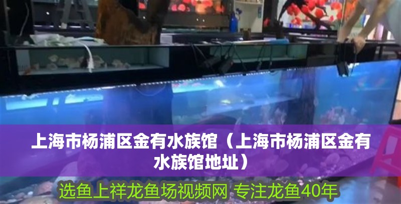 上海市楊浦區金有水族館（上海市楊浦區金有水族館地址）