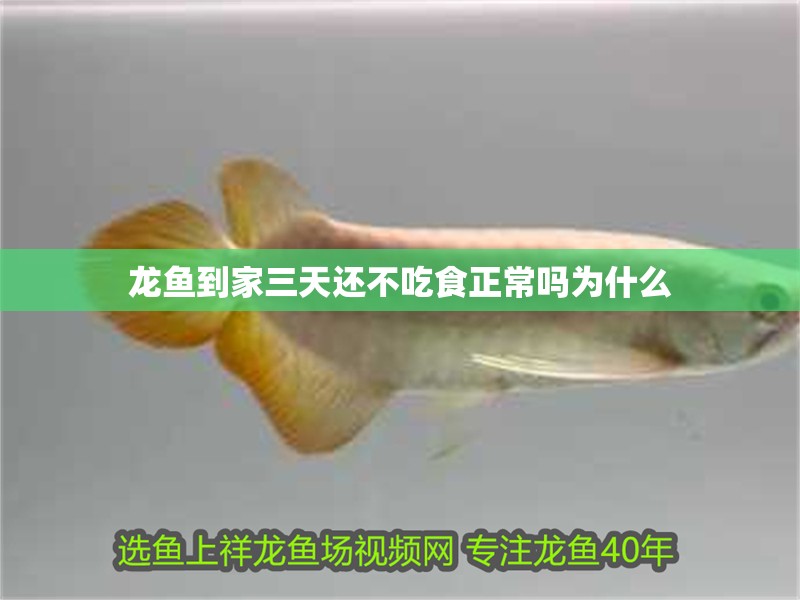 龍魚到家三天還不吃食正常嗎為什么