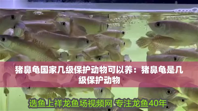 豬鼻龜國家幾級保護動物可以養:豬鼻龜是幾級保護動物 豬鼻龜百科 第1張 豬鼻龜國家幾級保護動物可以養:豬鼻龜是幾級保護動物 豬鼻龜國家幾級保護動物可以養:豬鼻龜是幾級保護動物 豬鼻龜百科 第1張