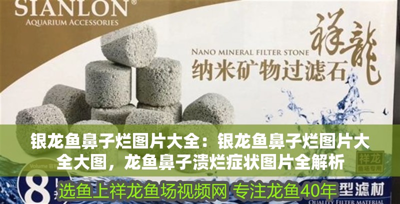 銀龍魚鼻子爛圖片大全：銀龍魚鼻子爛圖片大全大圖，龍魚鼻子潰爛癥狀圖片全解析