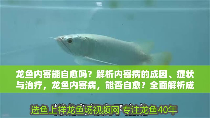 龍魚內寄能自愈嗎？解析內寄病的成因、癥狀與治療，龍魚內寄病，能否自愈？全面解析成因、癥狀及有效治療方法