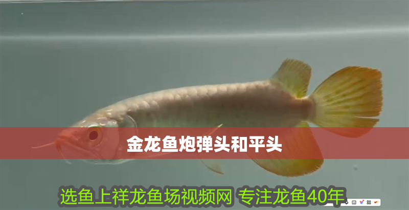金龍魚炮彈頭和平頭 金龍魚炮彈頭和平頭 龍魚百科 第2張