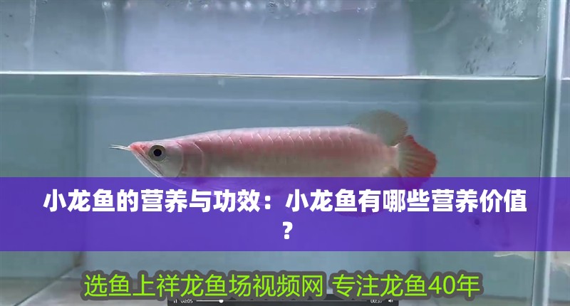 小龍魚(yú)的營(yíng)養(yǎng)與功效：小龍魚(yú)有哪些營(yíng)養(yǎng)價(jià)值？