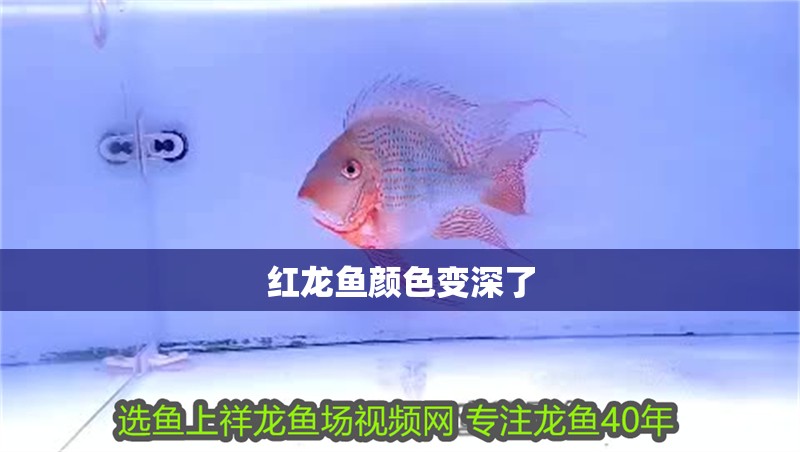紅龍魚顏色變深了 紅龍魚顏色變深了 龍魚百科 第3張