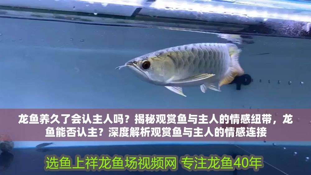 龍魚養久了會認主人嗎？揭秘觀賞魚與主人的情感紐帶，龍魚能否認主？深度解析觀賞魚與主人的情感連接