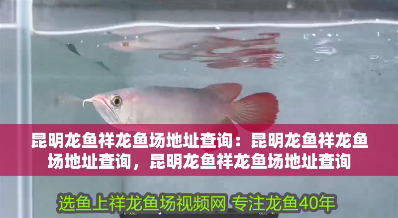 昆明龍魚祥龍魚場地址查詢：昆明龍魚祥龍魚場地址查詢，昆明龍魚祥龍魚場地址查詢